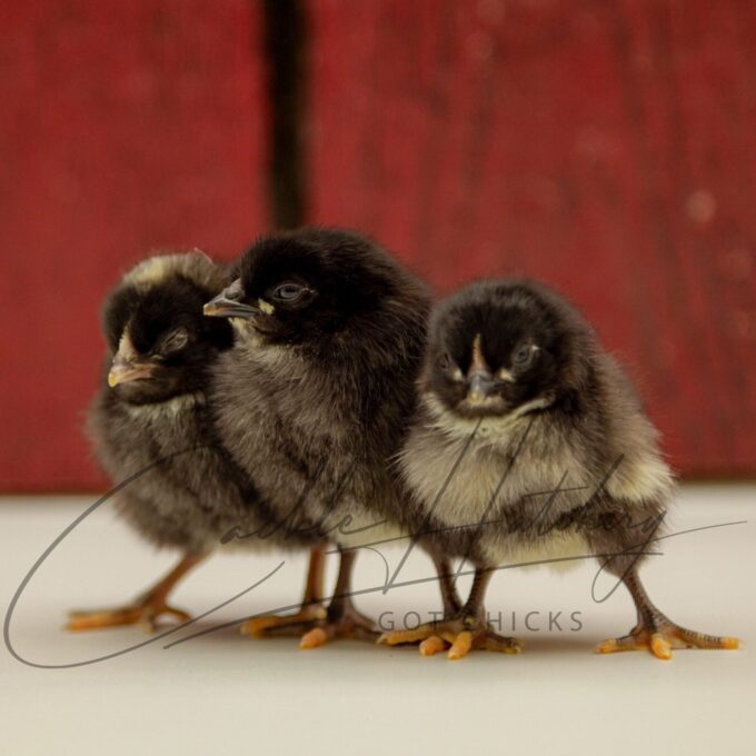 Black Sex Link Chicks