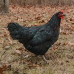 Black Sex Link Hen