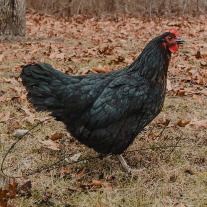 Black Sex Link Chicken - Image 2