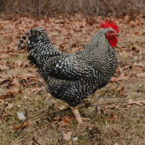 Black Sex Link Rooster