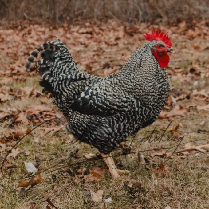 Black Sex Link Rooster
