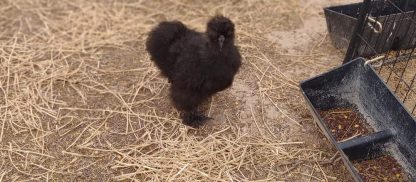 Black Silkie