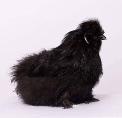 Black Silkie