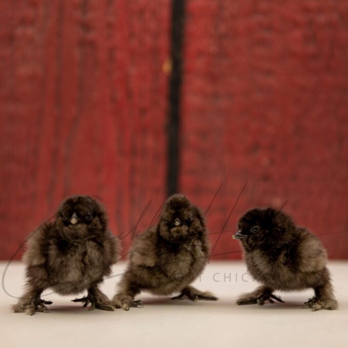 Black Silkie Bantam - Image 3