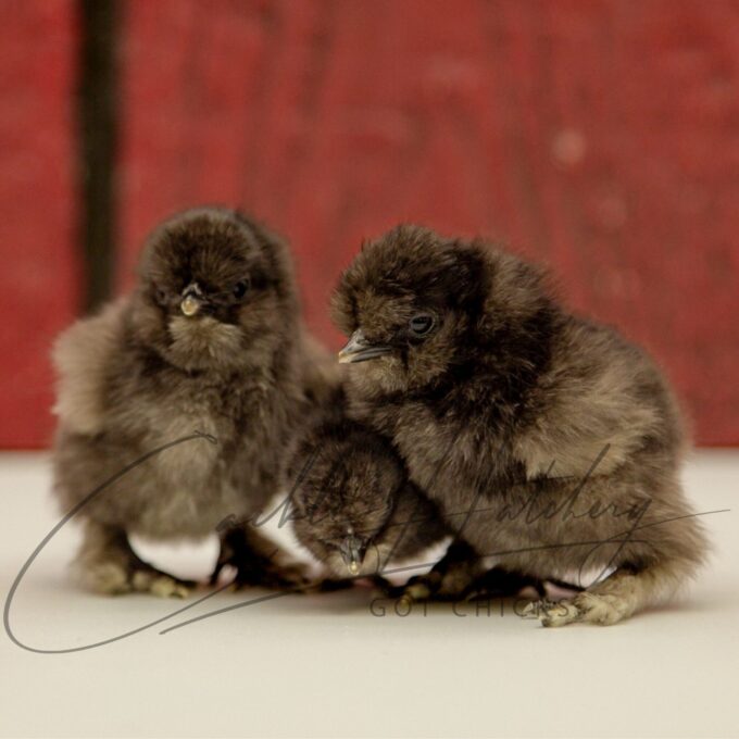 Black Silkie Bantam Chicks