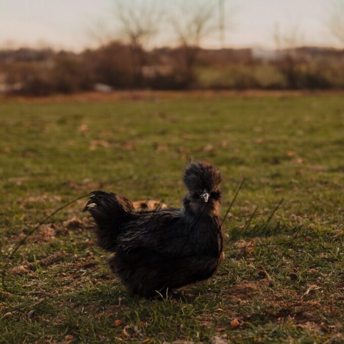 Black Silkie Bantam - Image 2