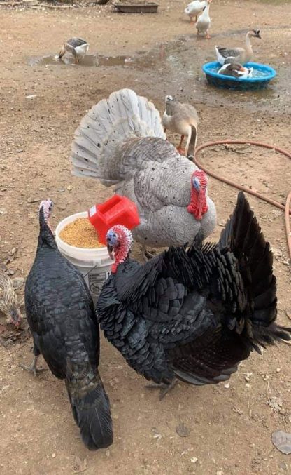 Black Spanish Turkey