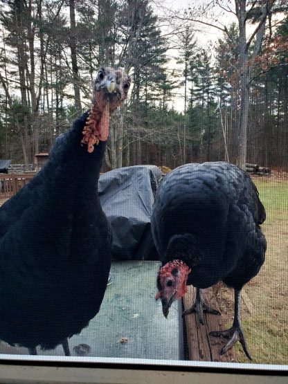 Black Spanish Turkey Credit Rachel Barroso