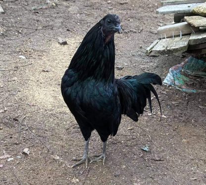 Black Sumatra Chicken