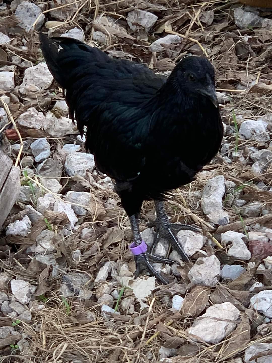 Republiek Viool persoon Black Sumatra Chicken: Baby Chicks for Sale | Cackle Hatchery®