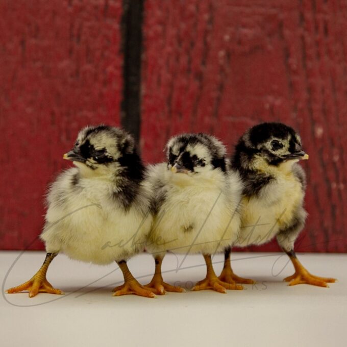 Black Sumatra Chicks