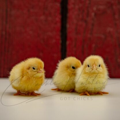 Black Tailed Buff Japanese Bantam - Image 4