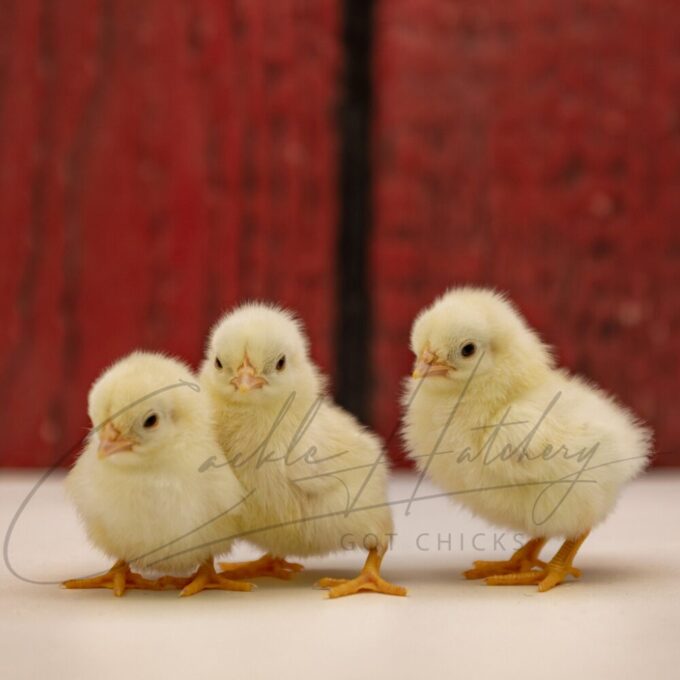 Black Tailed White Japanese Bantam - Image 3