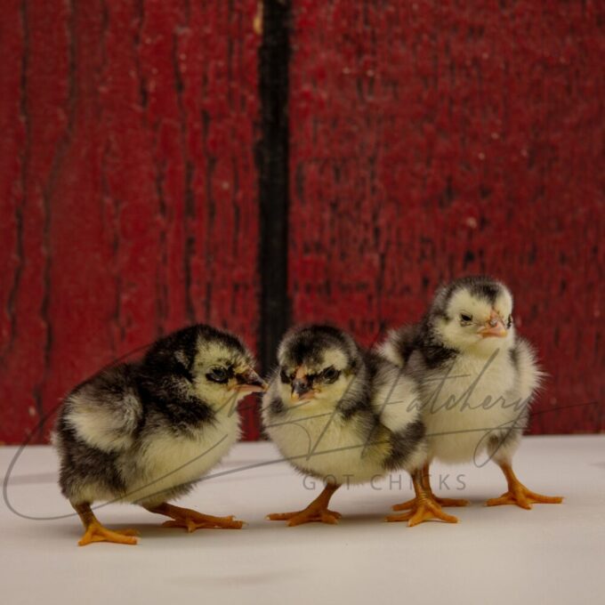 Black Wyandotte Bantam - Image 3