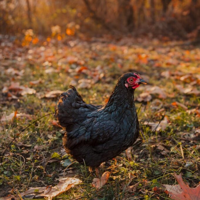Black Wyandotte Bantam - Image 5
