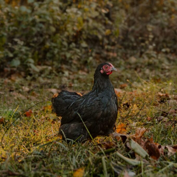Black Wyandotte Bantam - Image 2