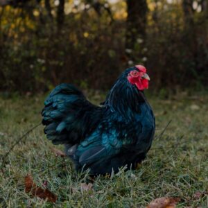 Black Wyandotte Bantam