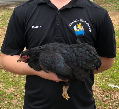 Black Wyandotte bantam