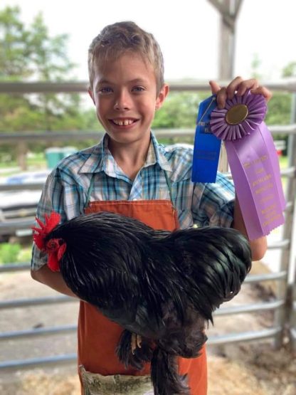 Black cochin bantam