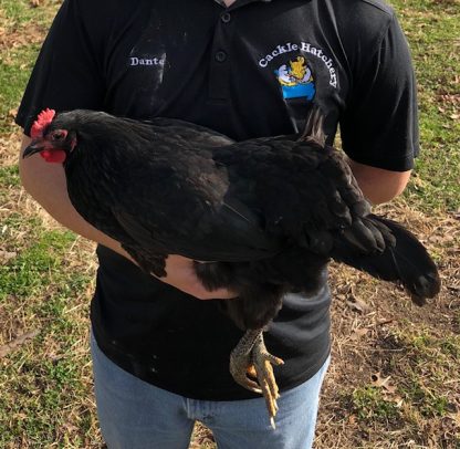 Bære fly rookie Black Jersey Giant Chickens - Baby Chicks for Sale | Cackle Hatchery®