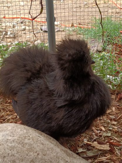 Black silkie Danielle Credit: Gonzales