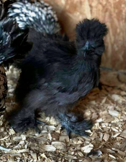 Black Silkie