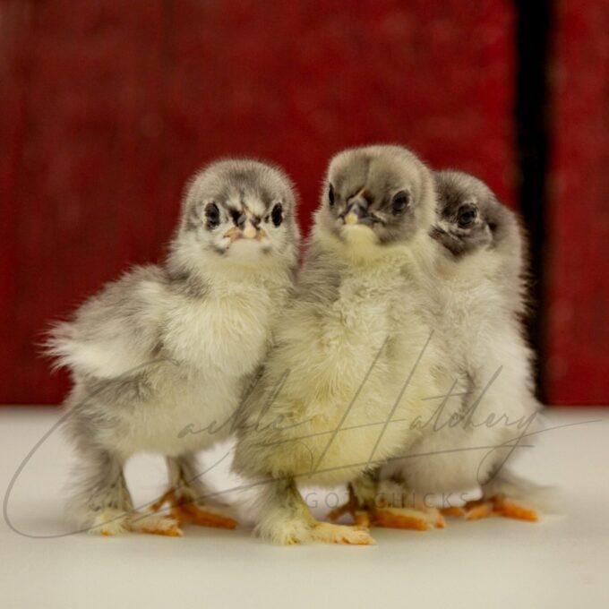 Blue Cochin Bantam Chicks