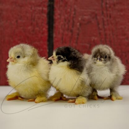 Blue Cochin Standard Chicken - Image 3