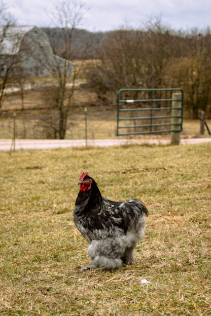 Blue Cochin Rooster
