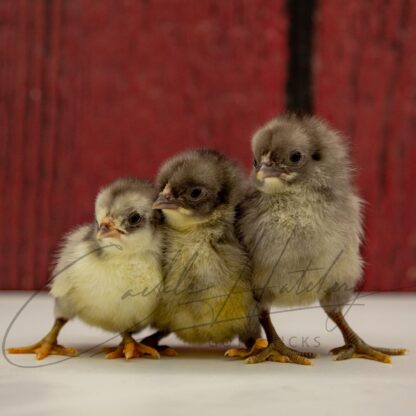 Blue Old English Game Bantam - Image 3