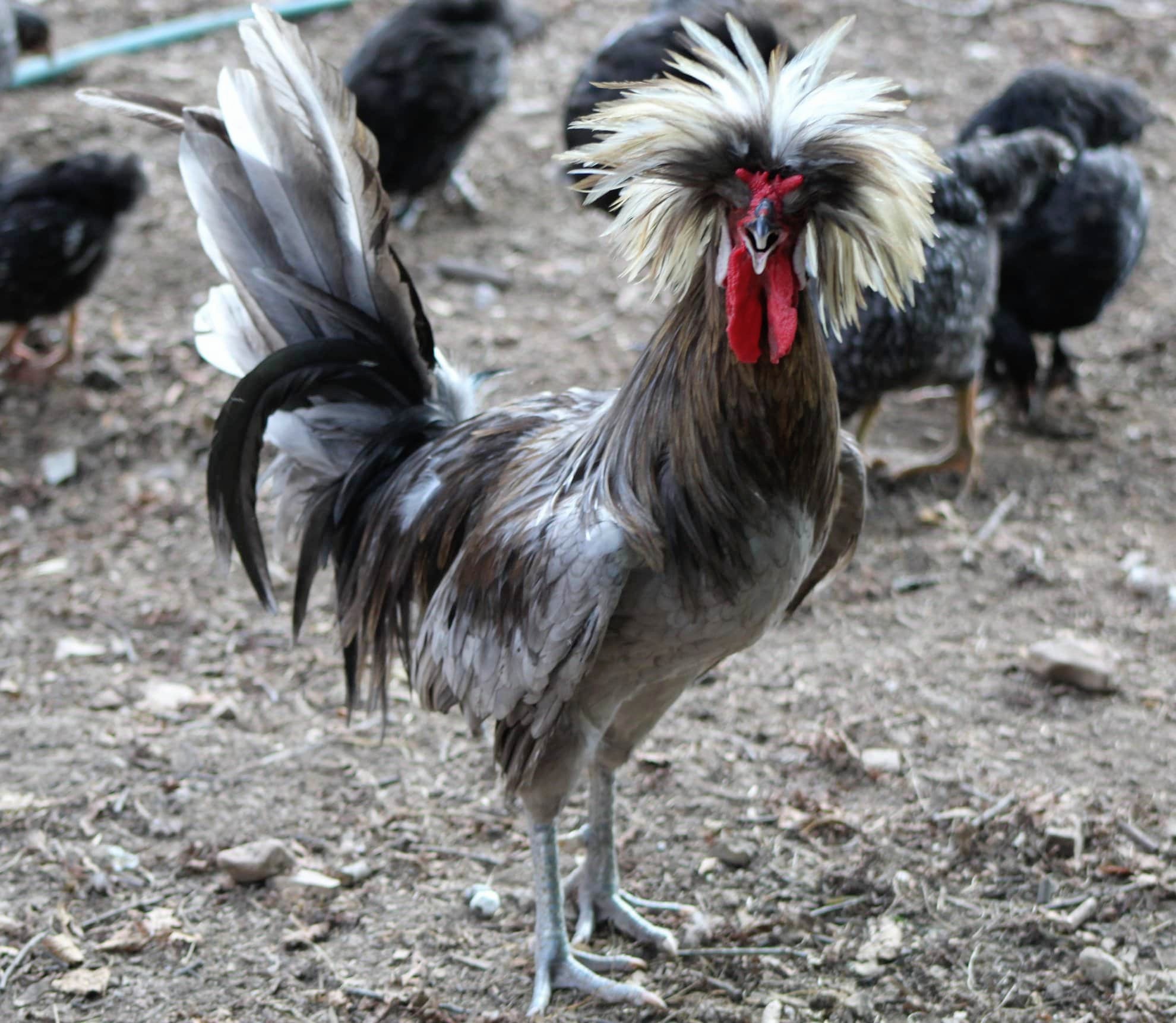 White Crested Blue Polish Chicken for Sale - White Egg Layers