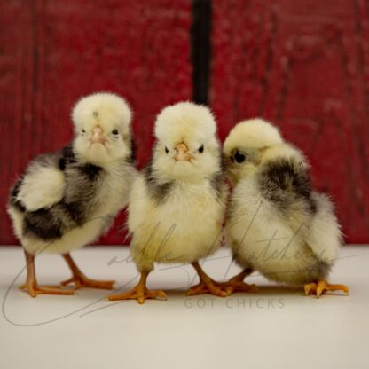 Blue Polish Chicken - Image 3