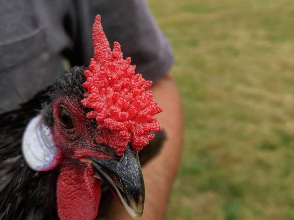 Blue Rosecomb Bantam Chicks | True Bantam Show Birds