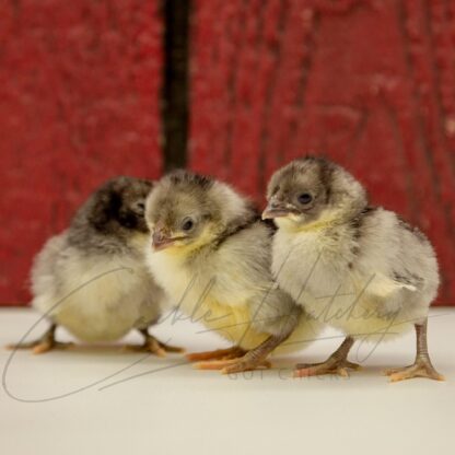 Blue Rosecomb Bantam - Image 3