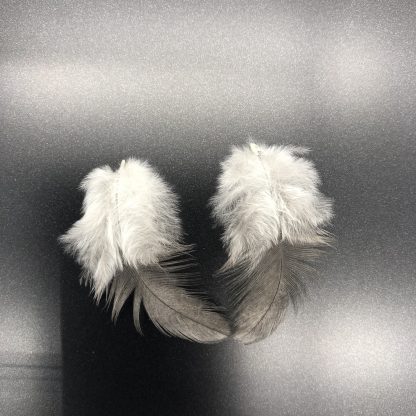 Blue Rosecomb bantam feathers