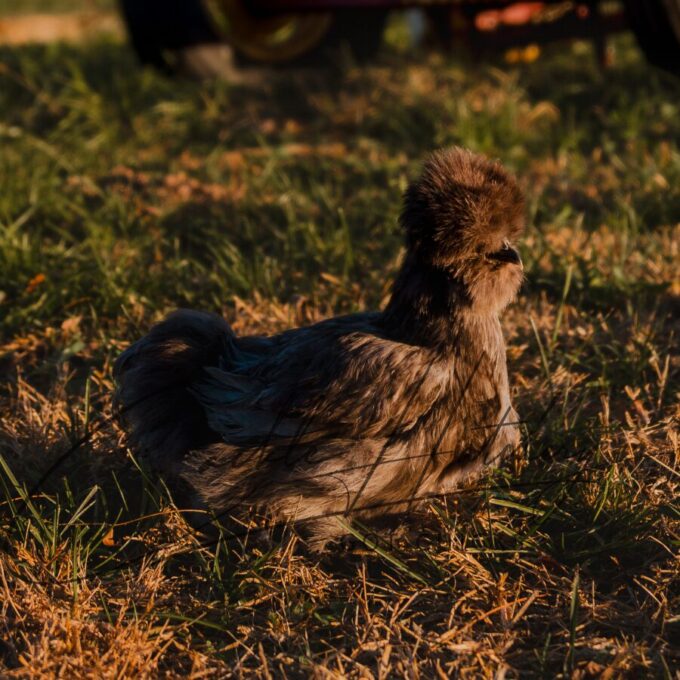 Blue Silkie Bantam - Image 2