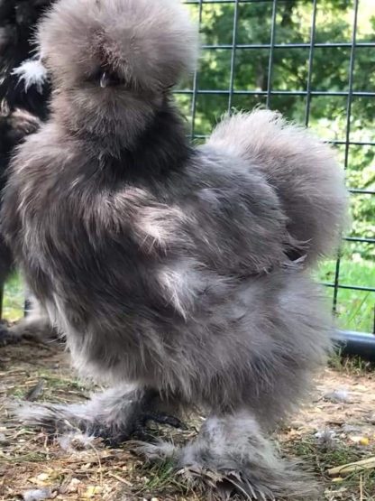 Blue Silkie Chicken