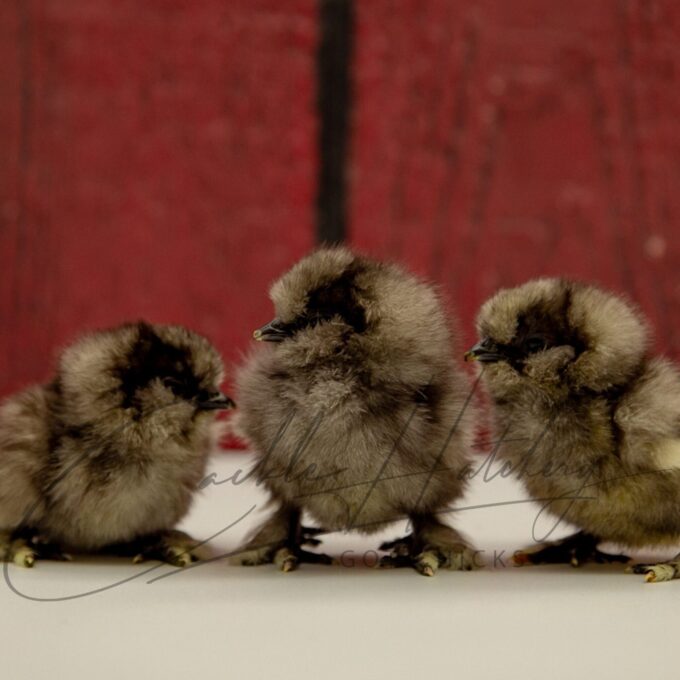 Blue Silkie Bantam Chicks
