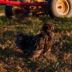Blue Silkie Bantam