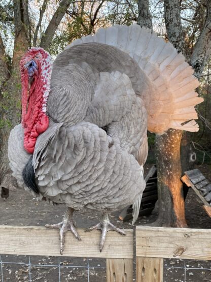 Blue Slate Turkey