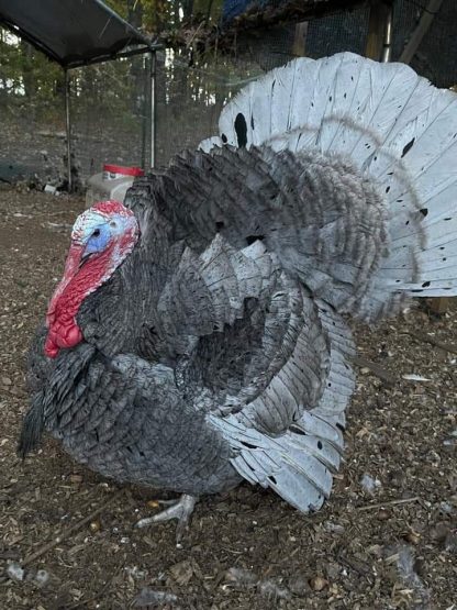 Blue Slate Turkey