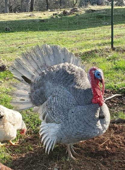 Blue Slate Turkey