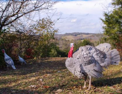 Blue Slate Turkey