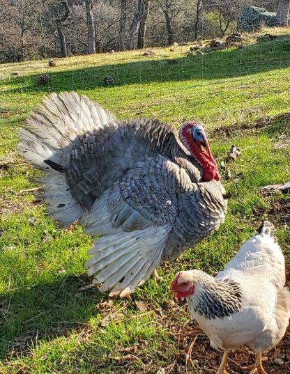 Blue Slate Turkey