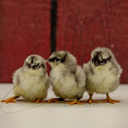 Blue Sumatra Chicken - Image 3