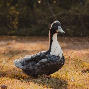 Blue Swedish Duck