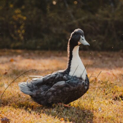 Blue Swedish Ducks