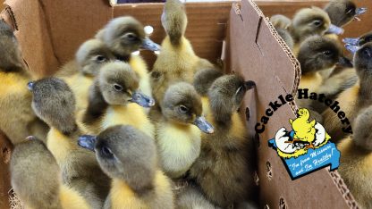 Blue Swedish Ducklings