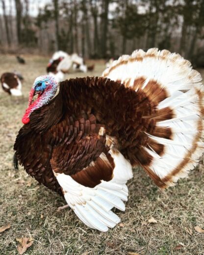Bourbon Red Turkey