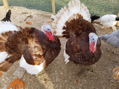 Bourbon Red Turkey